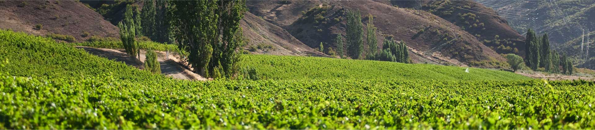 vineyard